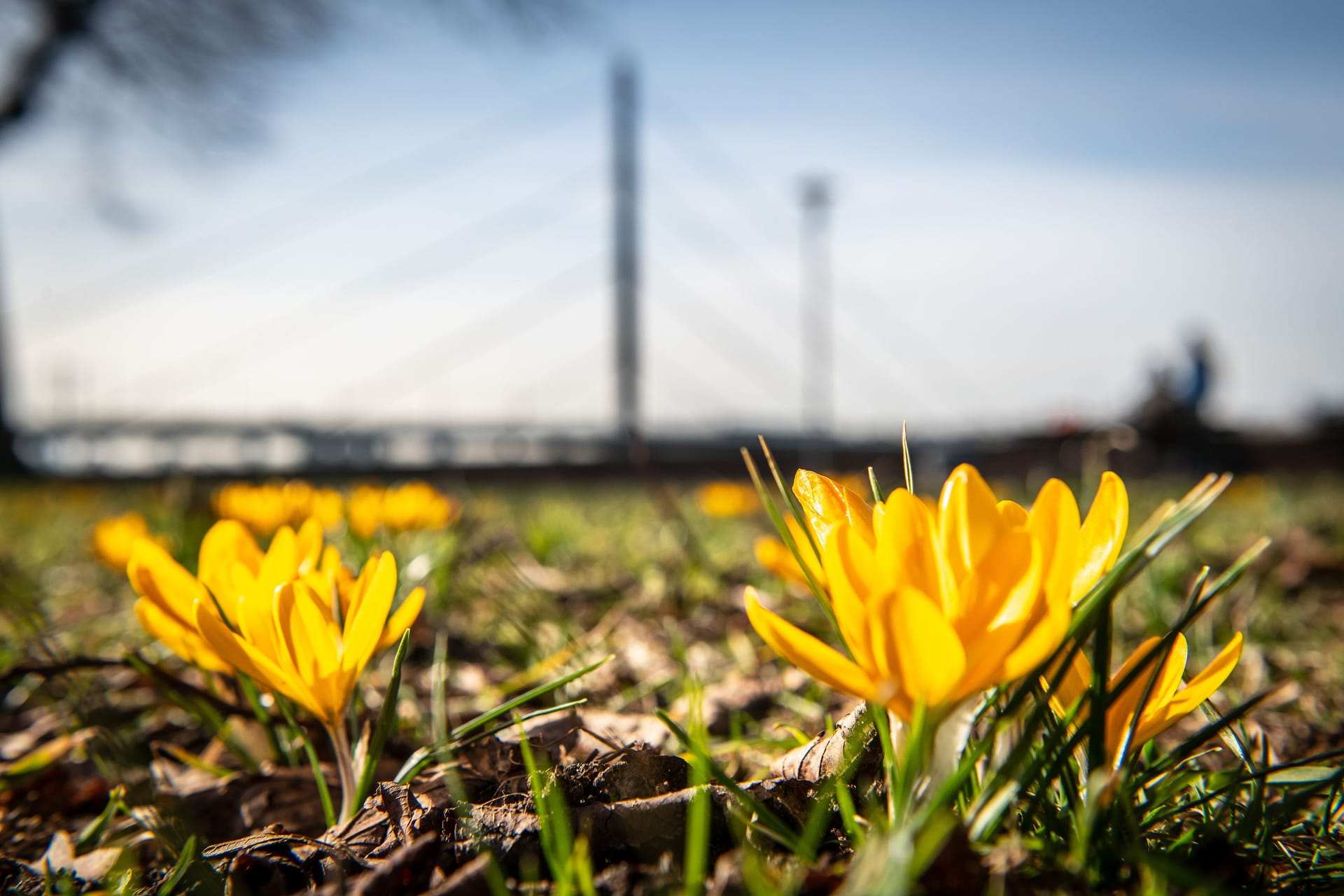 Frühling im Februar