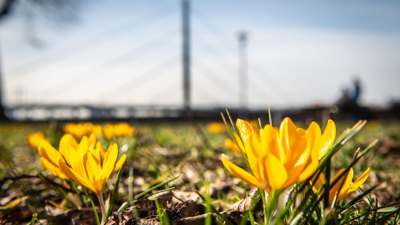 Frühling im Februar