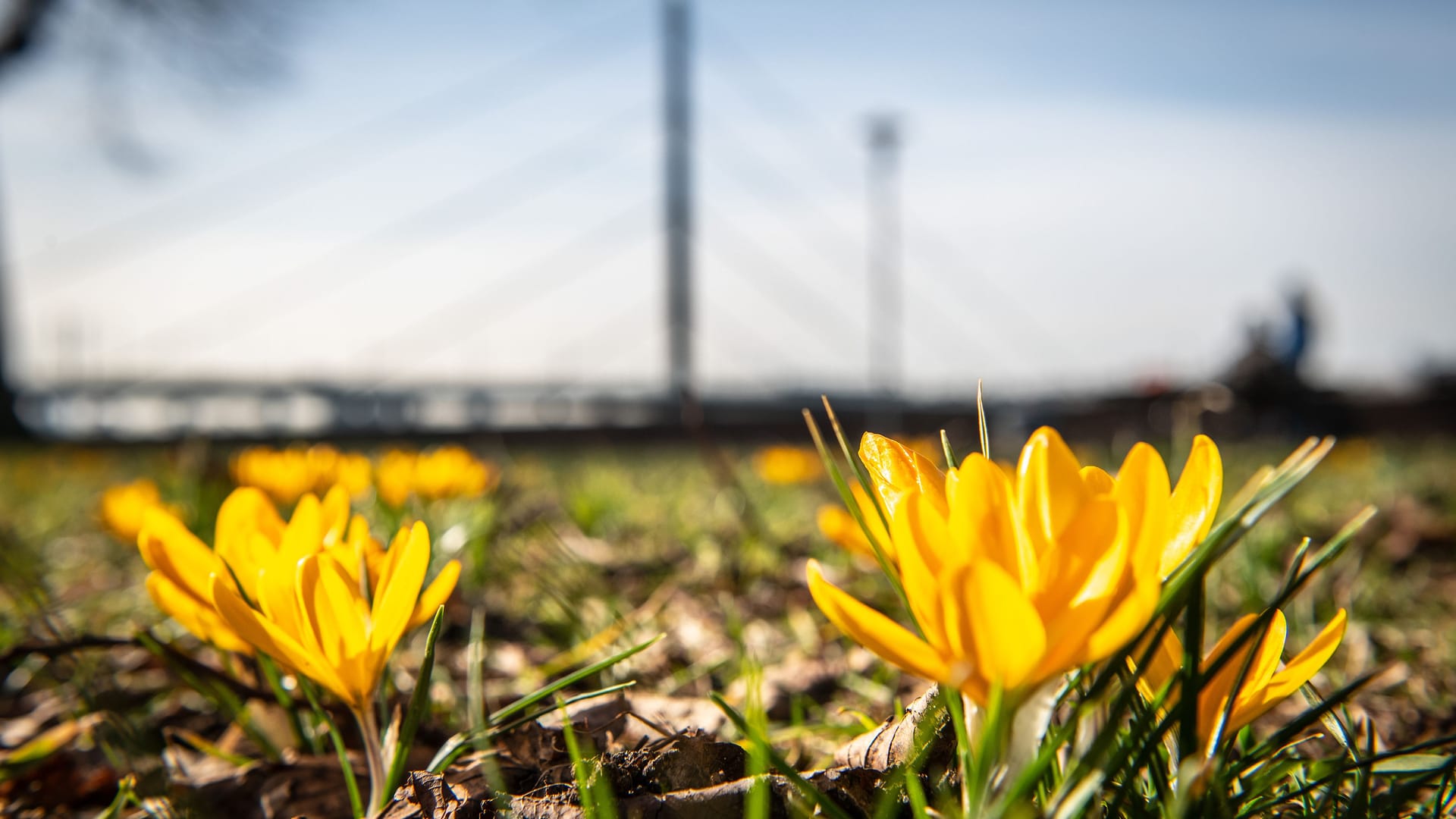 Frühling im Februar Frühling im Februar