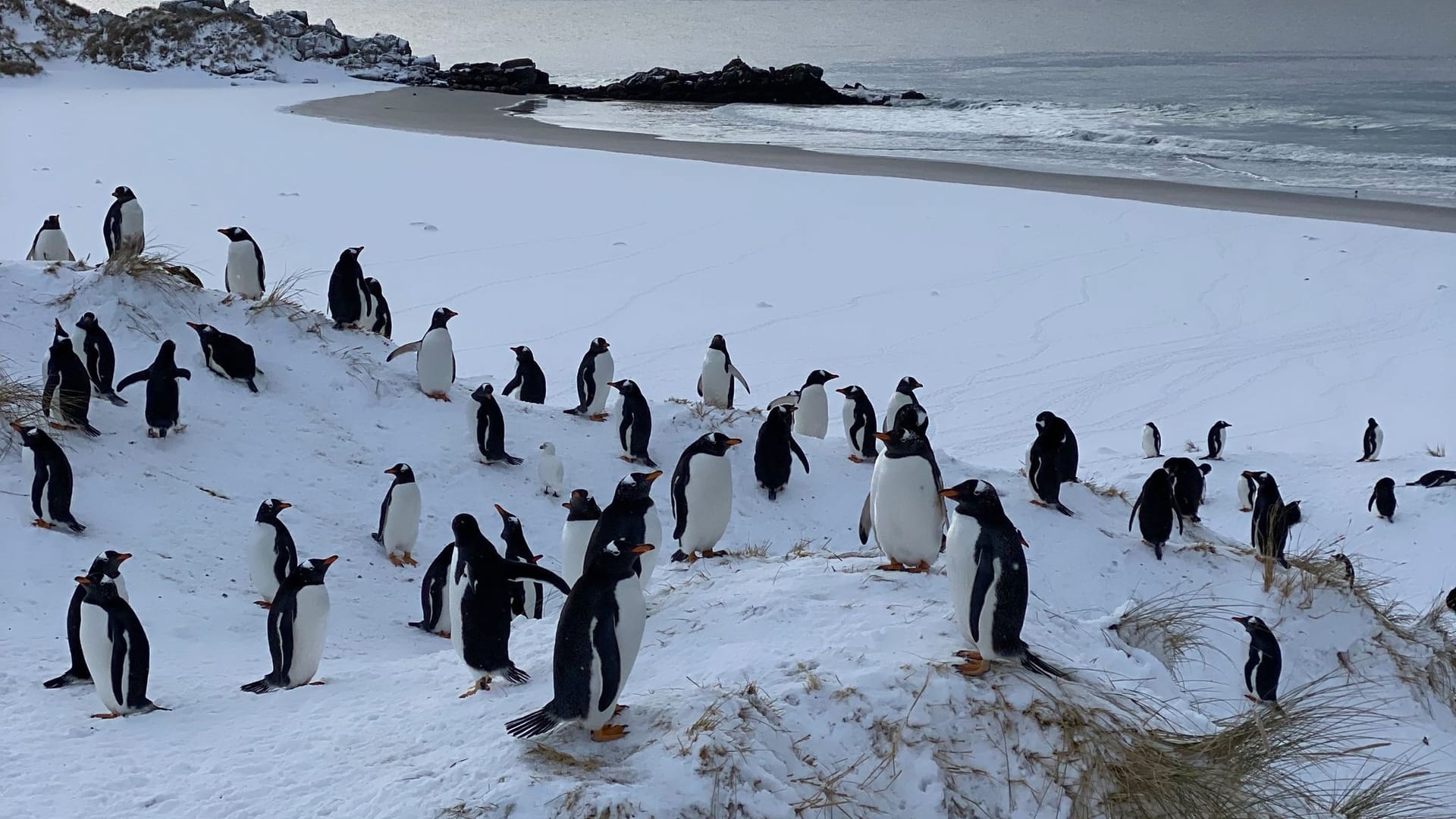 Pinguine auf den Falklandinseln