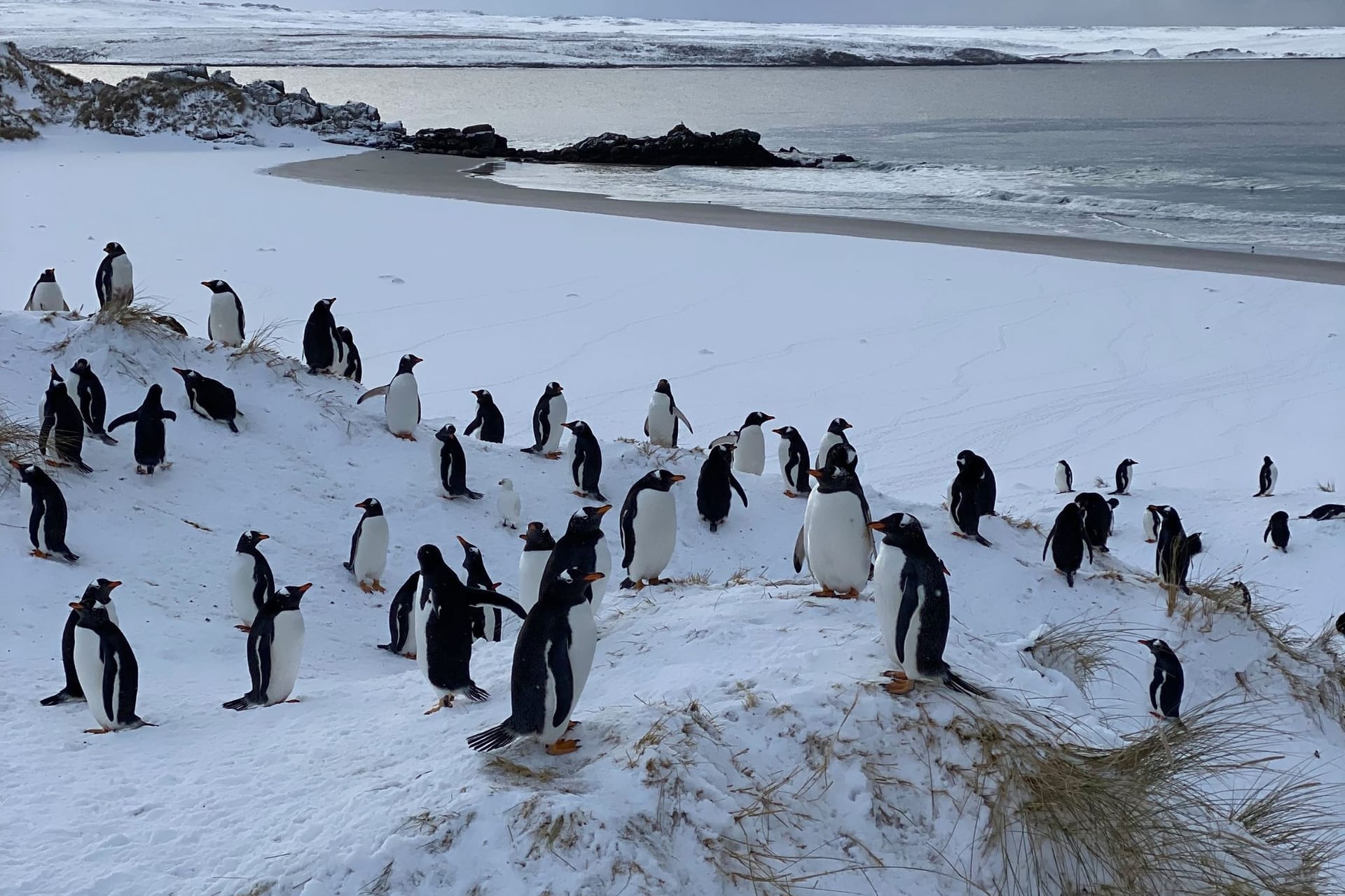 Pinguine auf den Falklandinseln