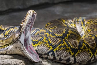 Python mit aufgerissenen Maul (Symbolbild): Die Angeklagten planten wohl auch das Opfer zu skalpieren.