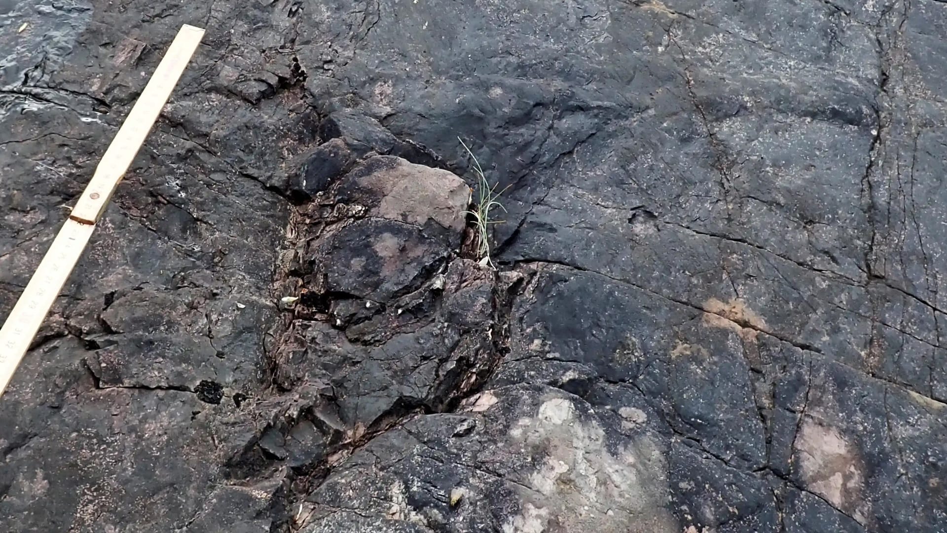 In einem Felsen in England wurden Überreste der ältesten Bäume der Welt gefunden.