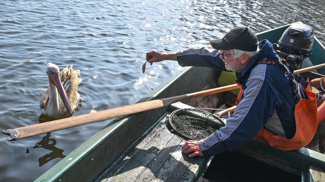 Heinz Kraemer, Rentner und Fischer, füttert einen Pelikan auf der Spree in Ostbrandenburg.
