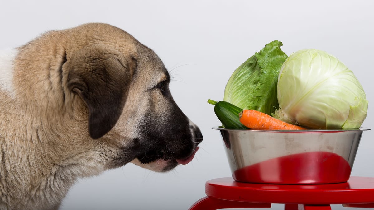 Dürfen Hunde Kohlrabi essen: Gesund oder gefährlich?