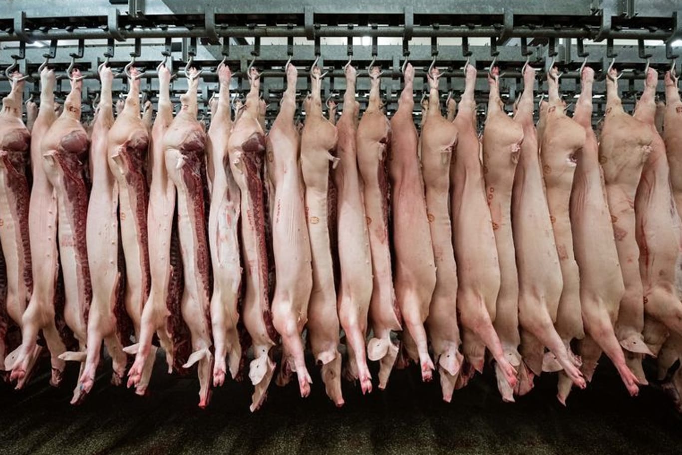 Halbe Schweine hängen in einem Schlachthof an Haken: In einem Metzgereibetrieb sind 20 verweste tote Tiere gefunden worden.