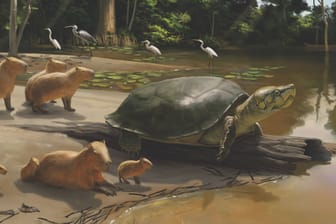 Eine computergenerierte Visualisierung der neu entdeckten Riesenschildkröte Peltocephalus maturin: In Brasilien wurden Überreste der Tiere entdeckt.