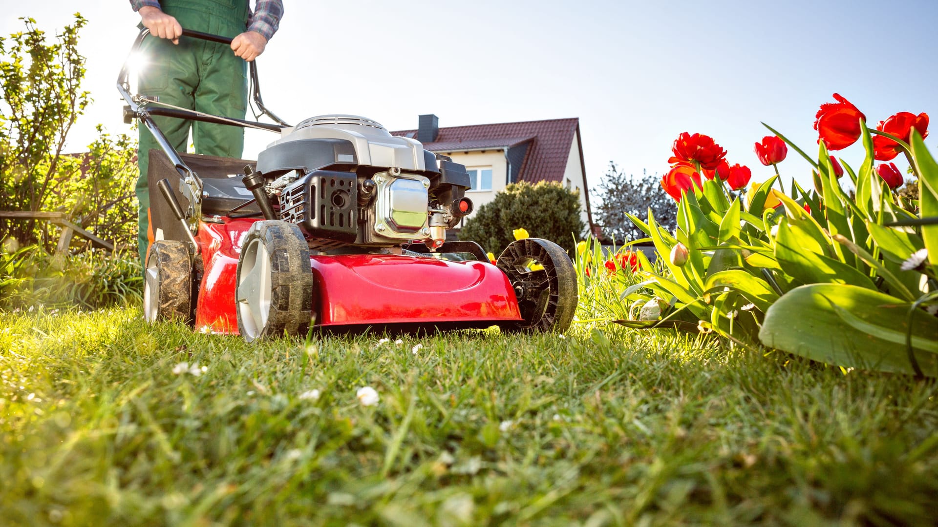 Rasenmähen im Frühling: Wenn Sie Ihren Rasenmäher im Mai stehen lassen, können Sie die Artenvielfalt der Insekten fördern.