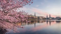 Absage: Kein Feuerwerk zum Kirschblütenfest in Hamburg – was ist der Grund?
