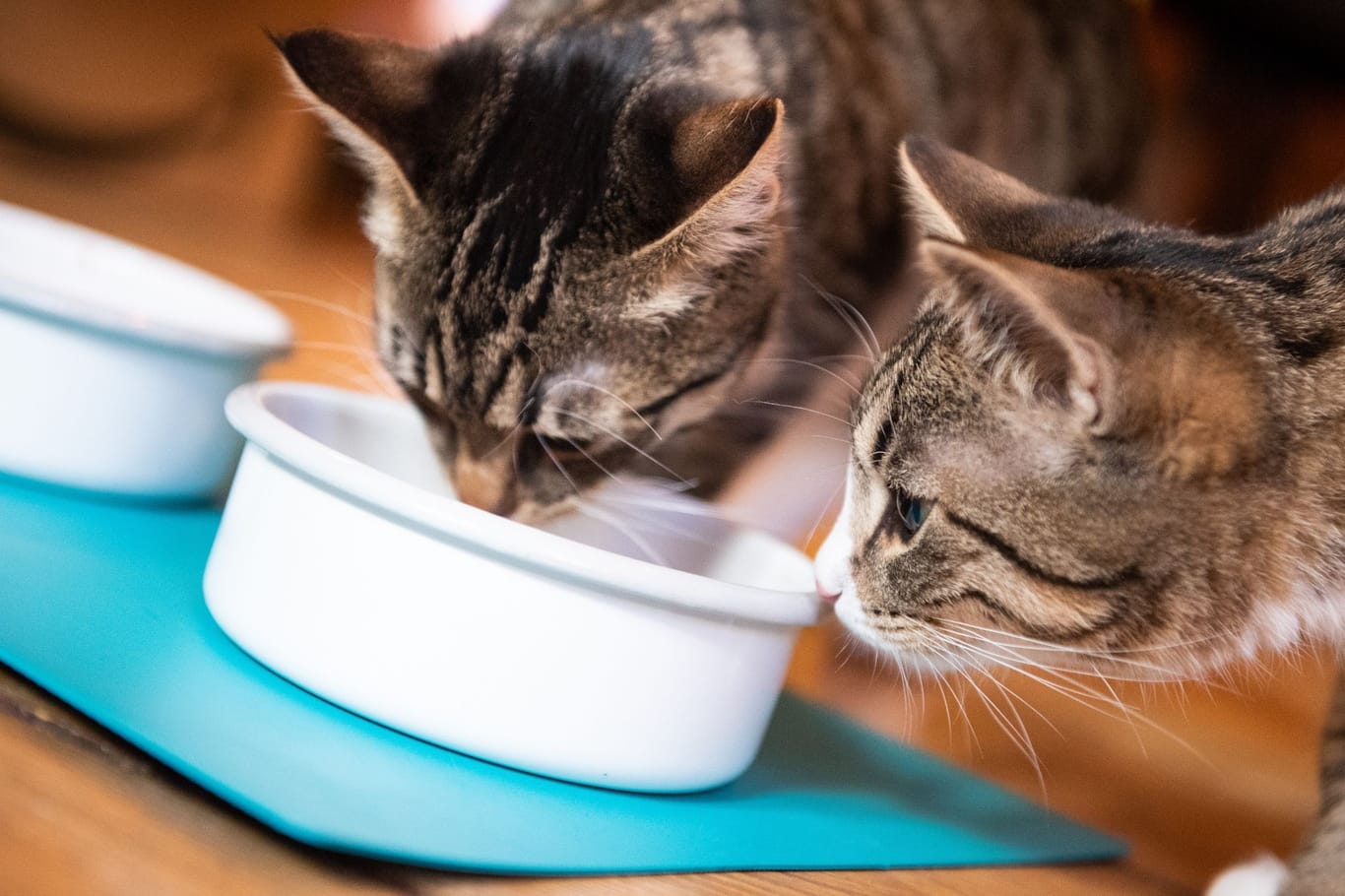 Katzen gemeinsam beim Fressen