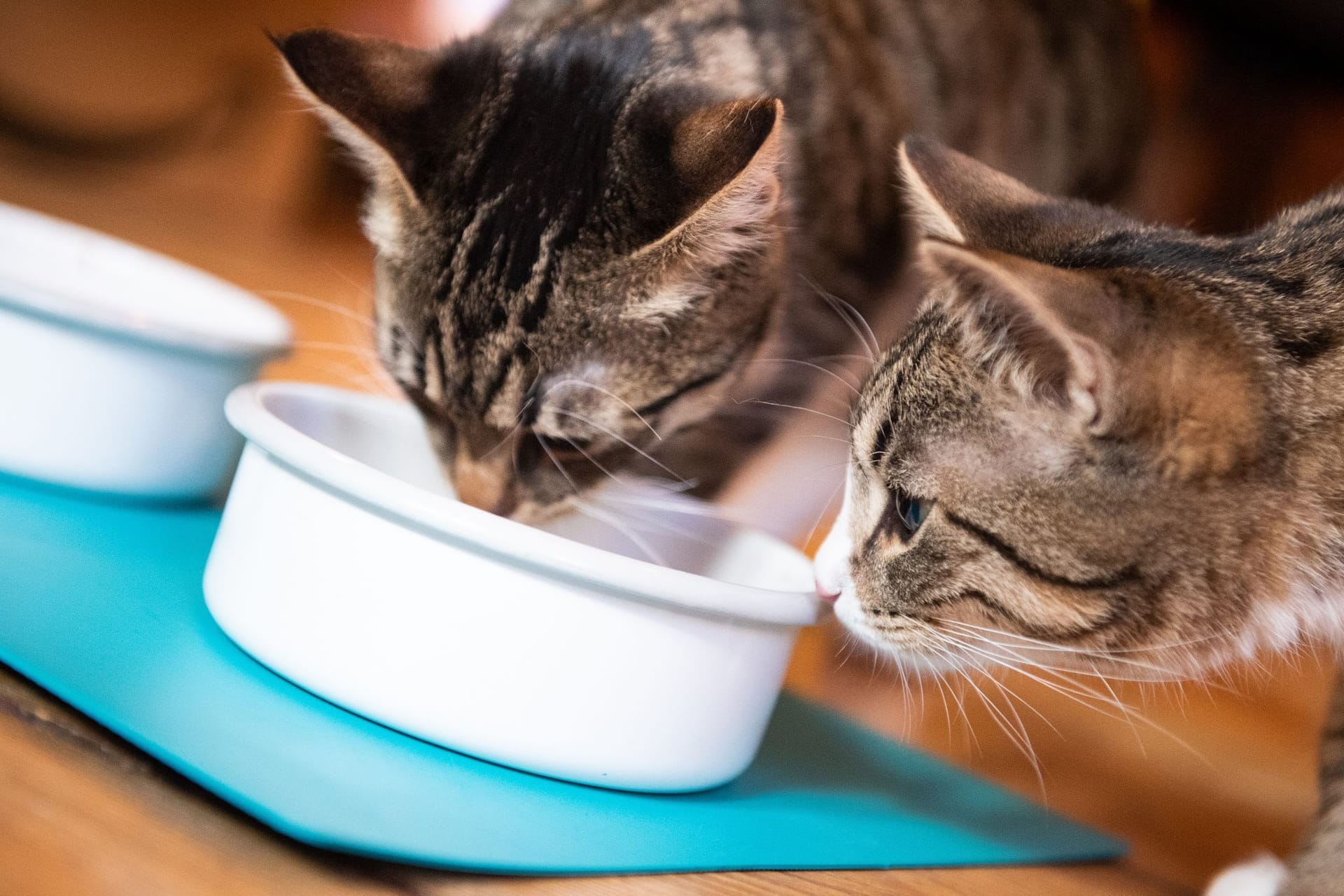 Katzen gemeinsam beim Fressen