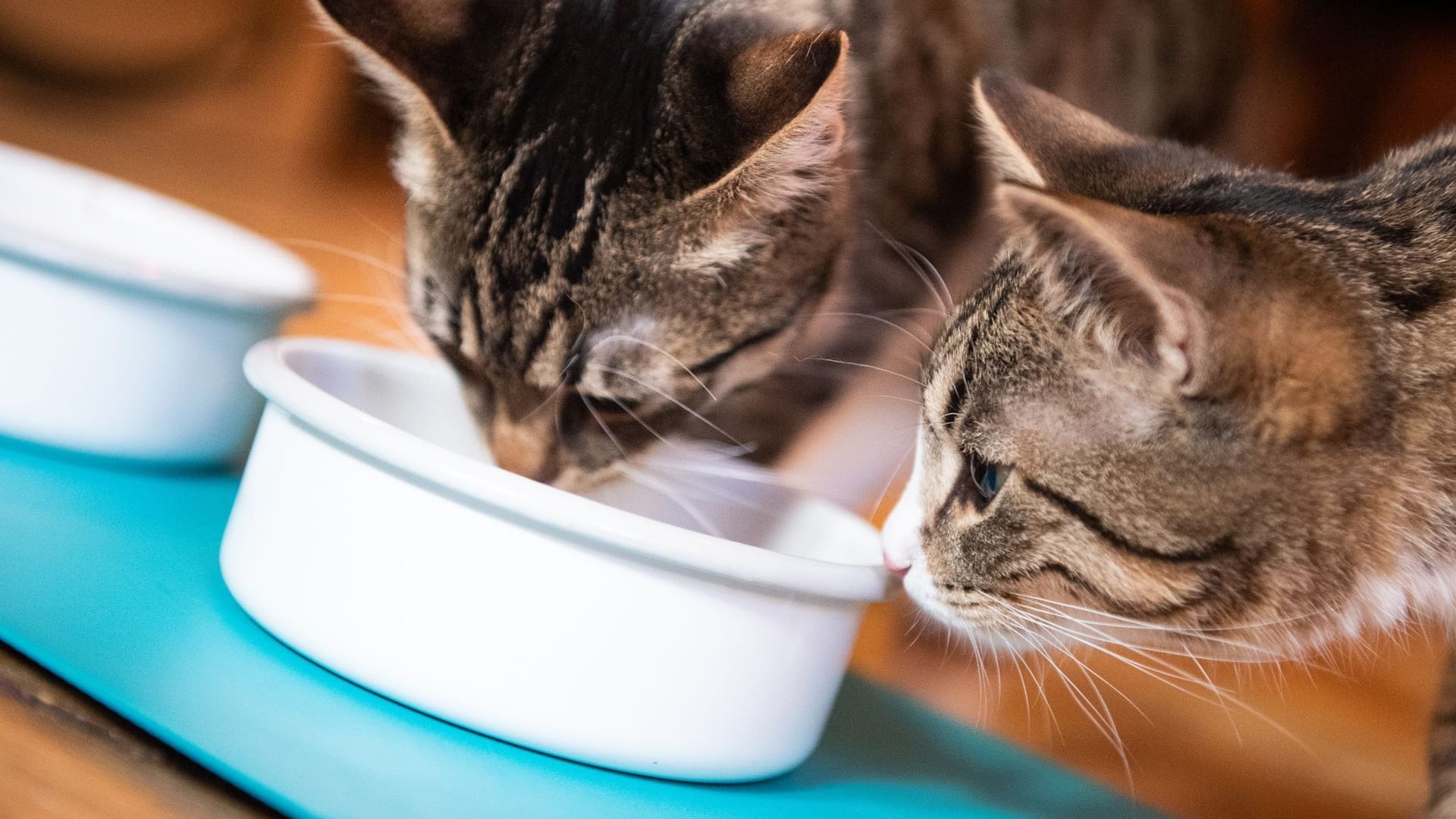 Katzen gemeinsam beim Fressen