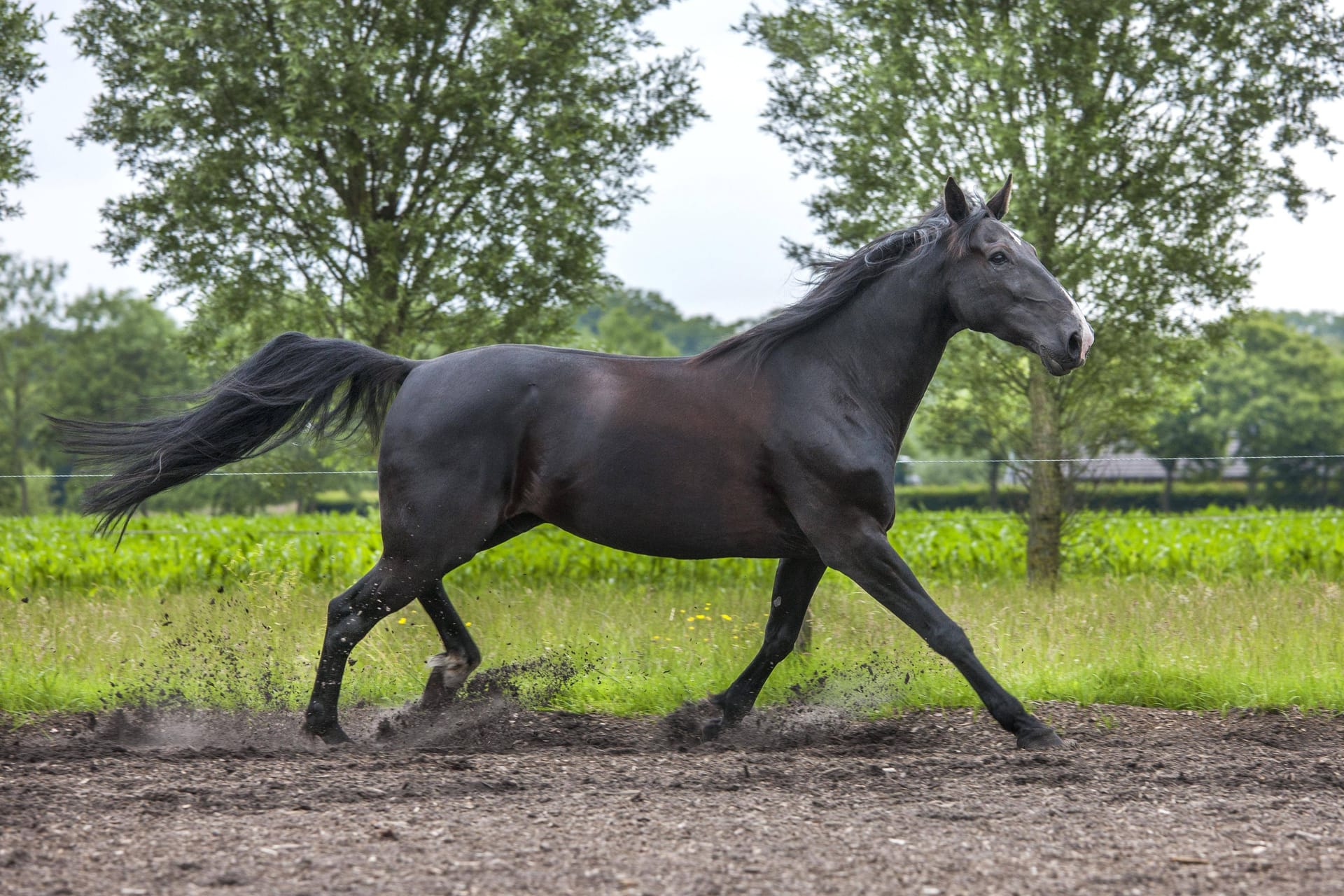 Ein braunes Pferd (Symbolbild): In Baden-Württemberg ist ein Junge bei einem Unfall mit einem Pferd ums Leben gekommen.