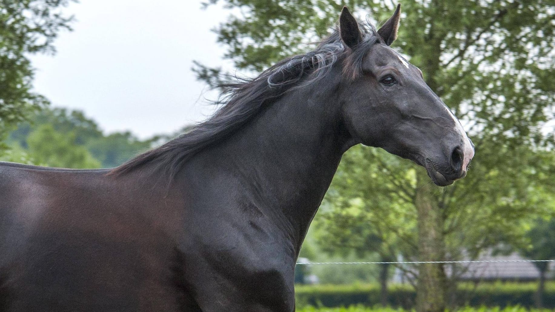 Ein braunes Pferd (Symbolbild): In Baden-Württemberg ist ein Junge bei einem Unfall mit einem Pferd ums Leben gekommen.