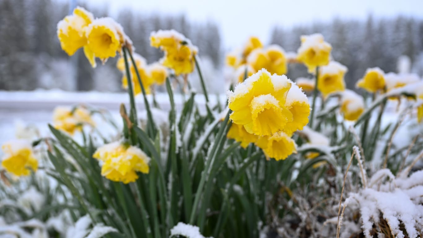 Schnee liegt auf gelben Narzissen: In Berlin und Brandenburg startet die Woche mit Frost und Schneeschauern.