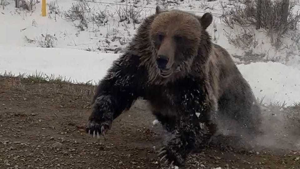 Grizzlybär greift Auto an – Fahrer filmt Attacke