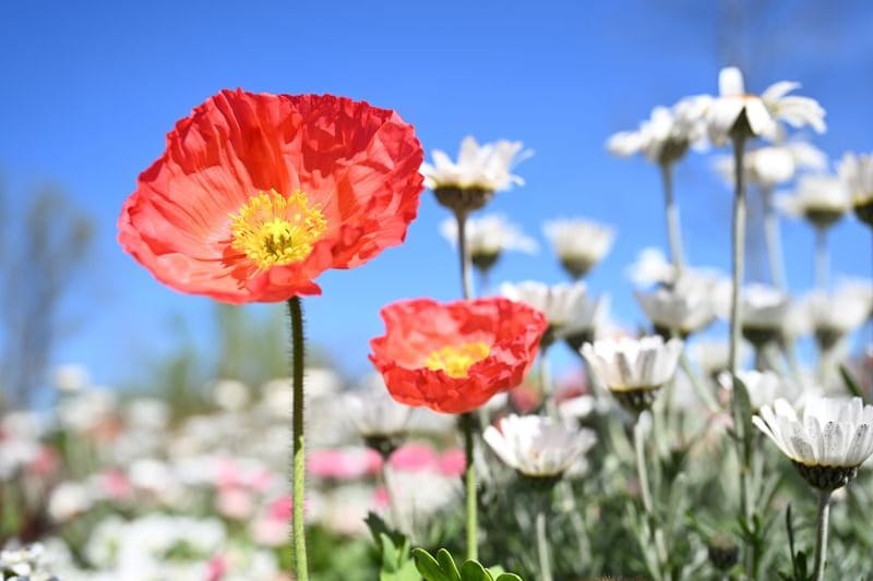 Mohnblumen in der Sonne: Am Wochenende bekommen Mensch und Natur wieder Wärme ab.