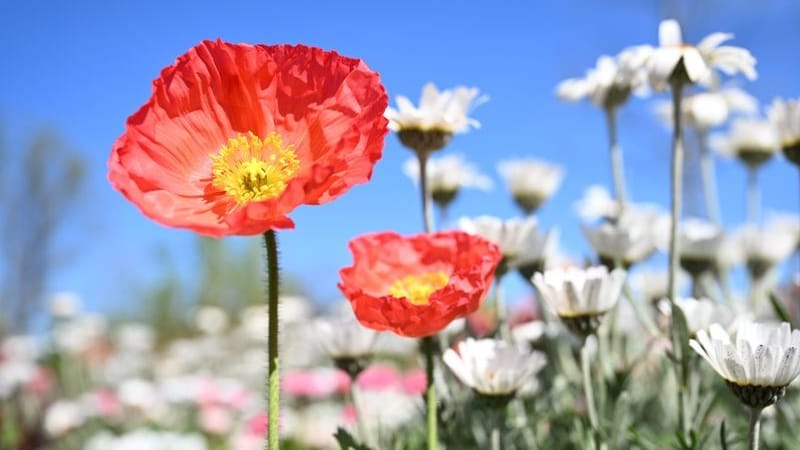 Mohnblumen in der Sonne: Am Wochenende bekommen Mensch und Natur wieder Wärme ab.