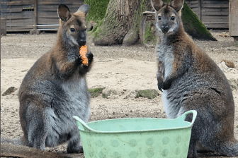 Kängurus im Frankfurter Kobelt Zoo: Der Tierpark öffnet seine Pforten für den Saisonstart 2024