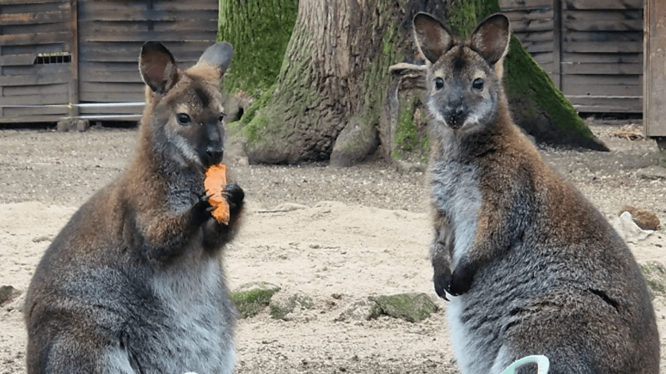 Kängurus im Frankfurter Kobelt Zoo: Der Tierpark öffnet seine Pforten für den Saisonstart 2024