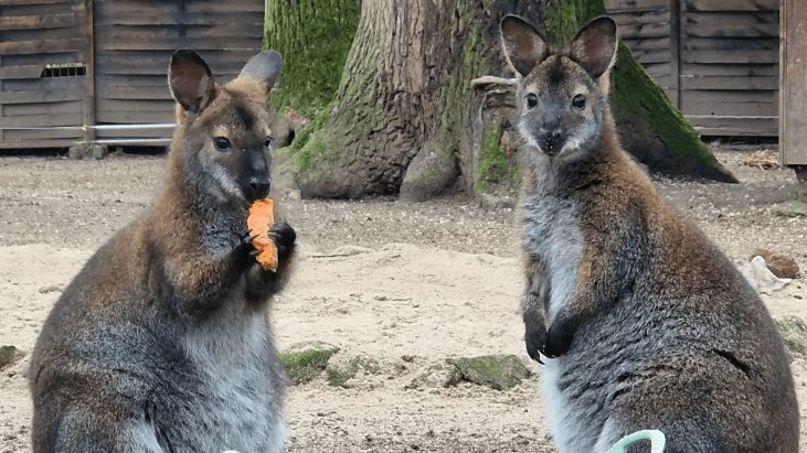 Kängurus im Frankfurter Kobelt Zoo: Der Tierpark öffnet seine Pforten für den Saisonstart 2024 Kängurus im Frankfurter Kobelt Zoo: Der Tierpark öffnet seine Pforten für den Saisonstart 2024