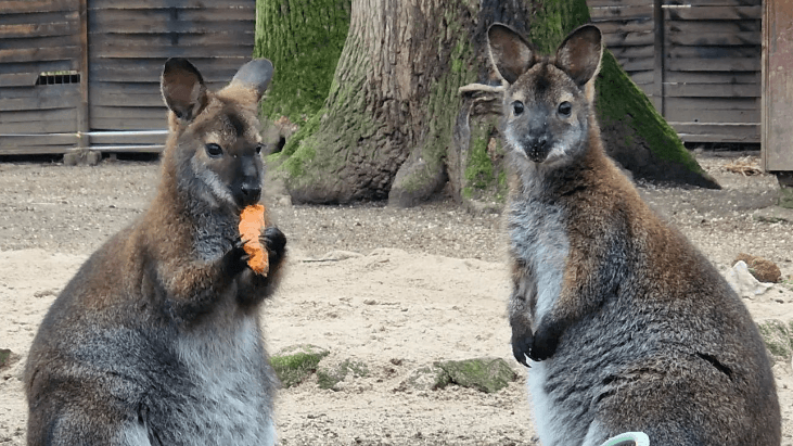 Kängurus im Frankfurter Kobelt Zoo: Der Tierpark öffnet seine Pforten für den Saisonstart 2024