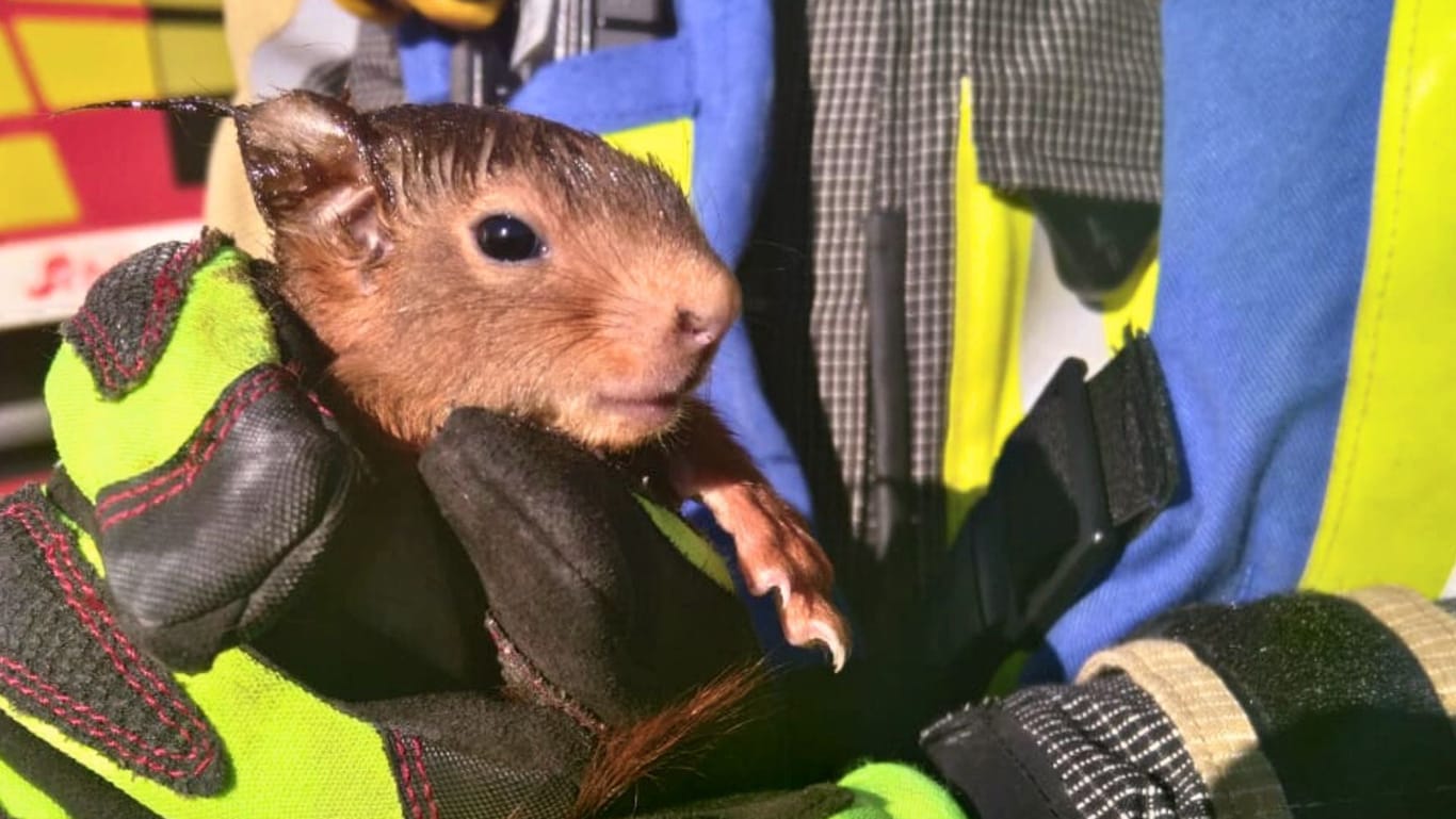 Ein Eichhörnchen wurde befreit: Im Anschluss ging es für das kleine Tier erstmal zum Tierarzt.