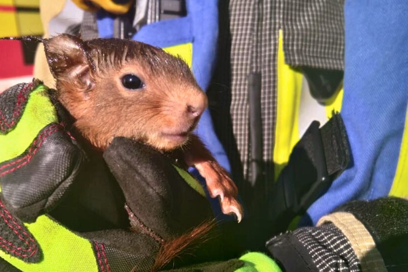 Ein Eichhörnchen wurde befreit: Im Anschluss ging es für das kleine Tier erstmal zum Tierarzt.