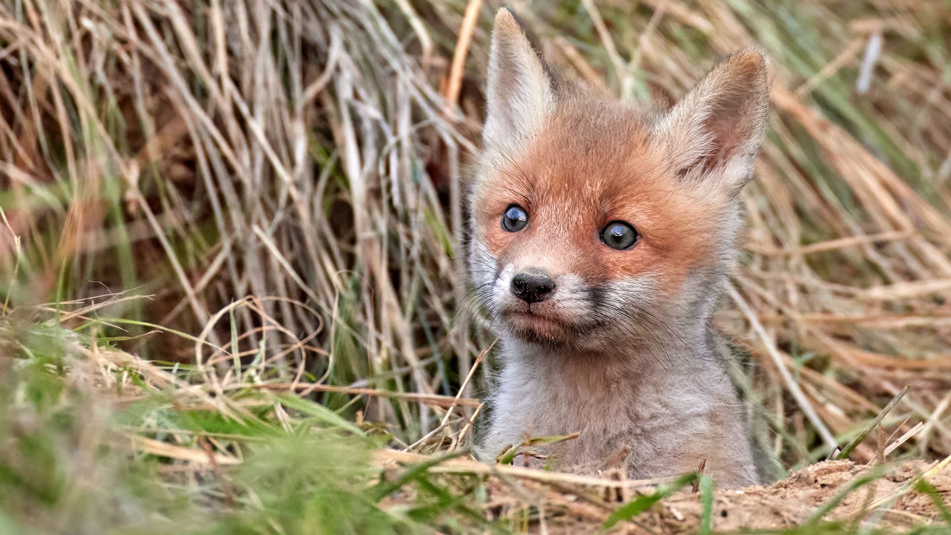 Ein Fuchsjunges (Symbolbild): Die Polizei Berlin rettete einen kleinen Fuchs aus einer misslichen Lage.