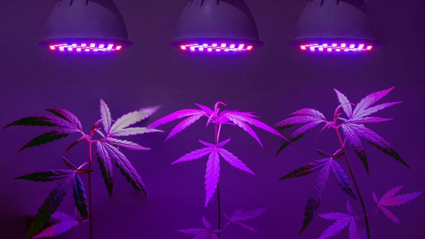Cannabis-Anbau: Die Pflanzen brauchen in dunklen Innenräumen eine geeignete Lichtquelle.