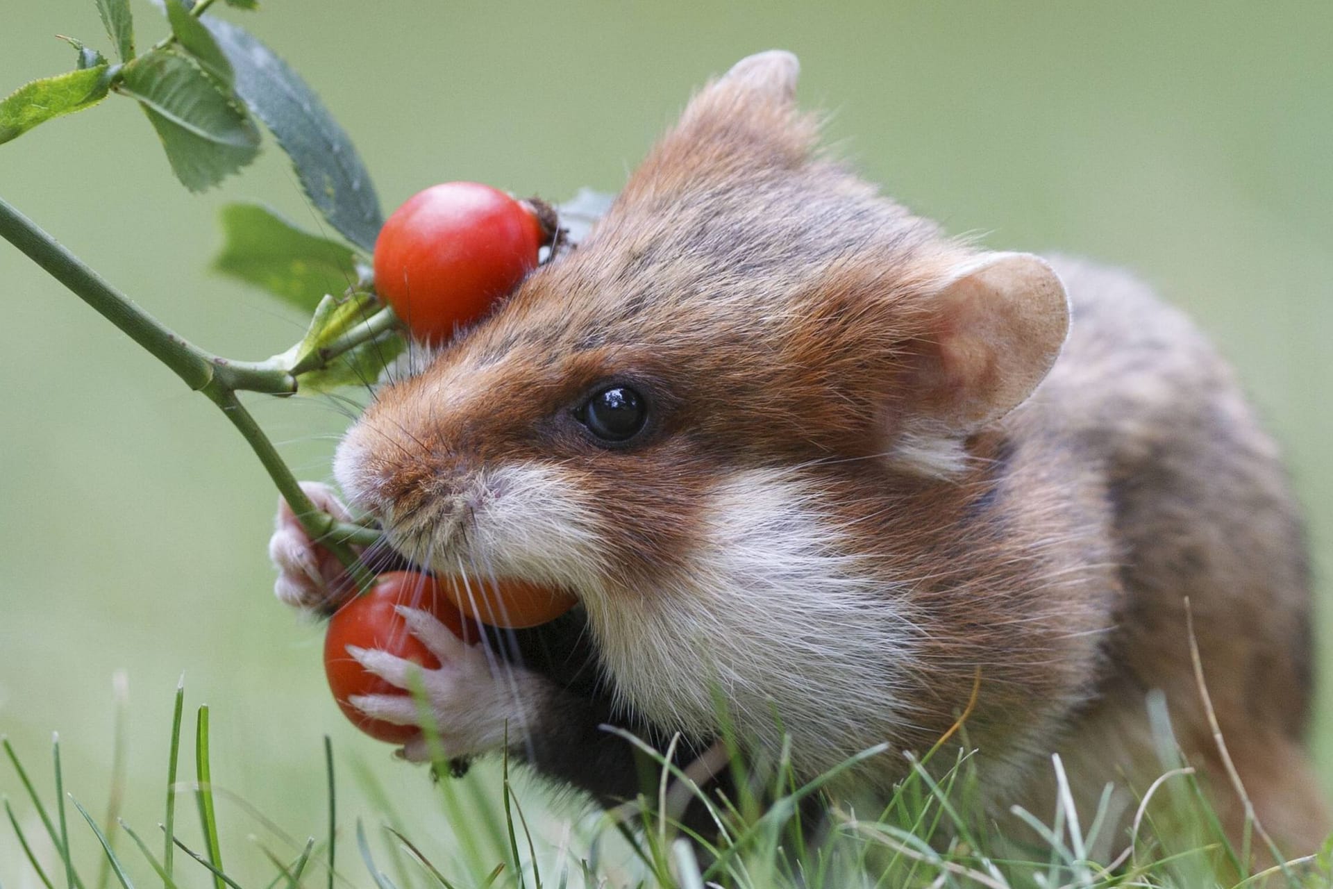 Feldhamster mit einer Hagebutte (Symbolbild): Insgesamt werden 70 Hamster im Norden Sachsens ausgewildert.