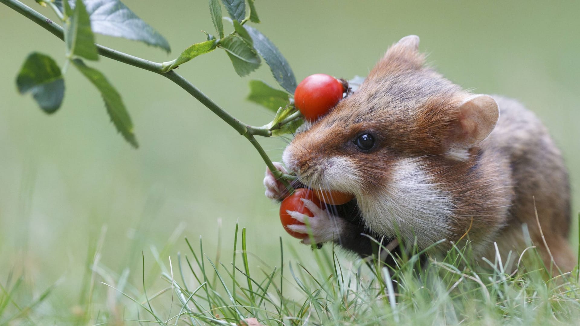 Feldhamster mit einer Hagebutte (Symbolbild): Insgesamt werden 70 Hamster im Norden Sachsens ausgewildert.