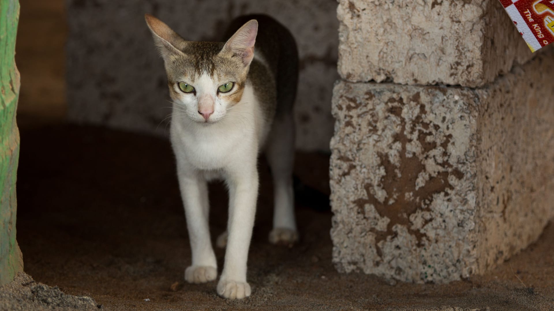 Eine Katze in Indien (Archivbild): Mehrere Männer starben bei dem Rettungsversuch.