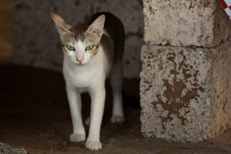 Eine Katze in Indien (Archivbild): Mehrere Männer starben bei dem Rettungsversuch.