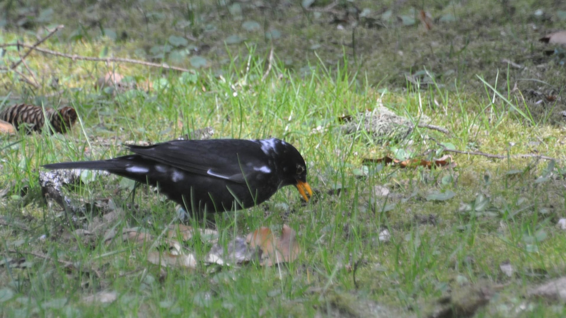 Leuzistische Amsel