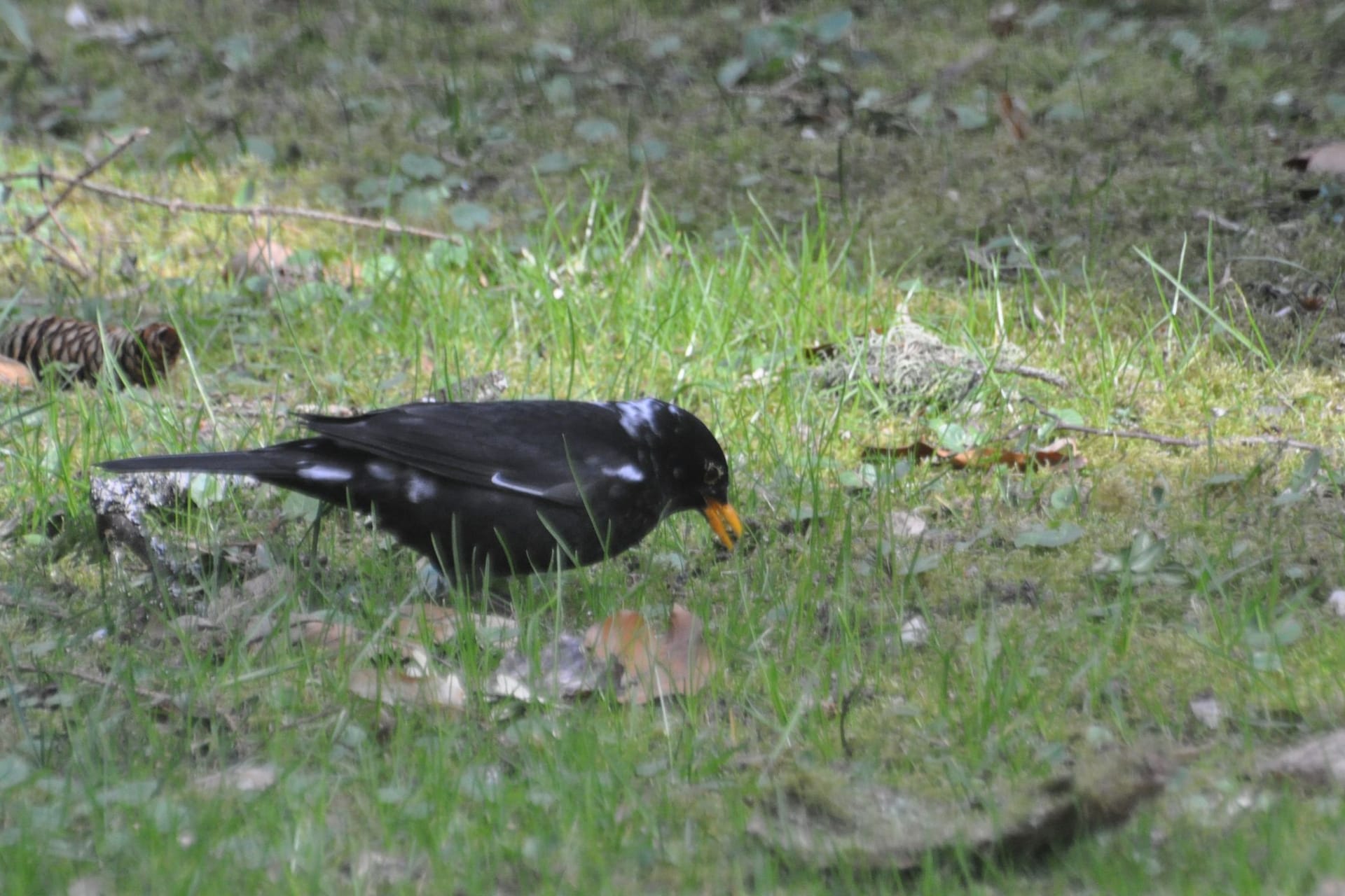 Leuzistische Amsel