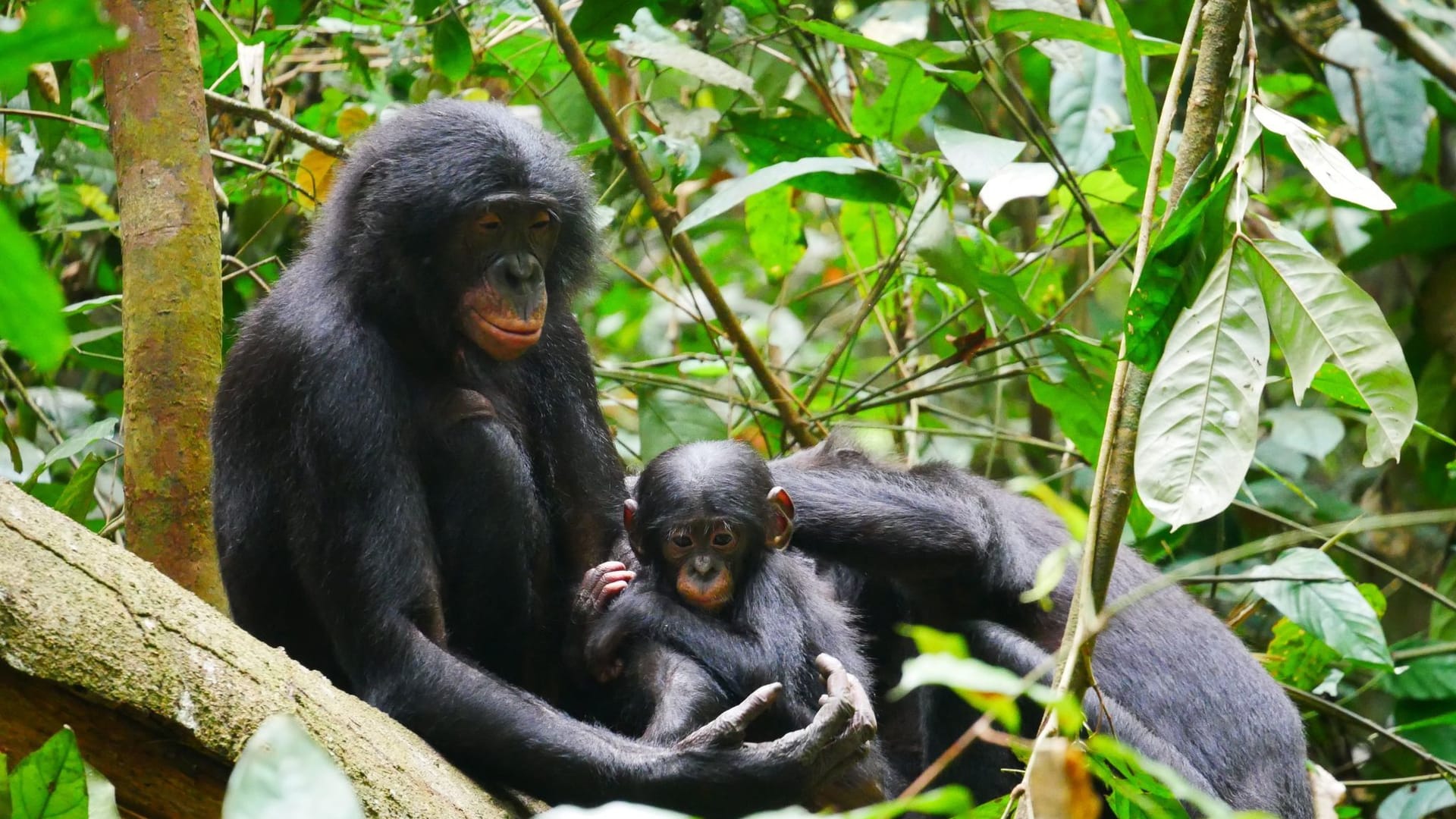 Bonobos