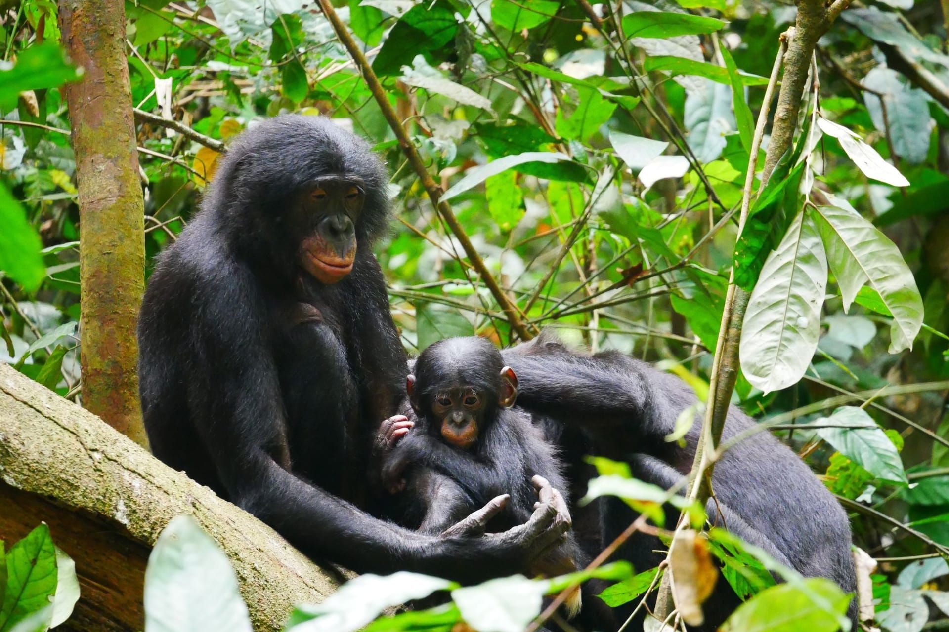 Bonobos