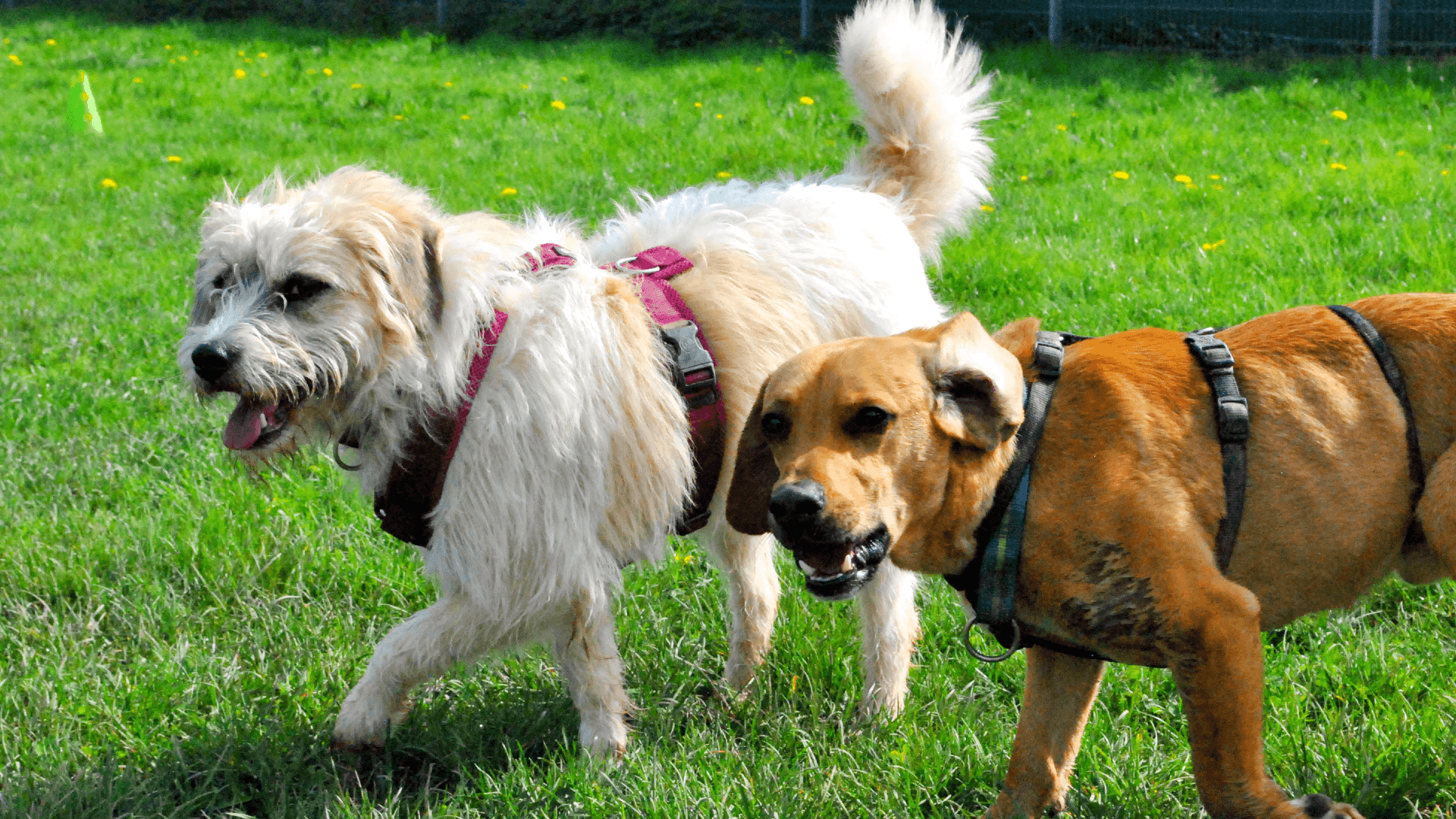 Tommy (l.) und Levi: Die Hunde-Freunde spielen gemeinsam auf der Freilauffläche des Tierheims.