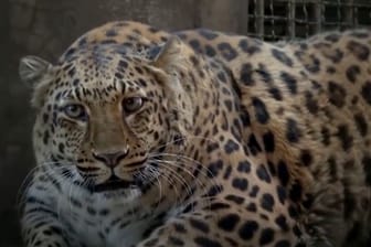 Übergewichtiger Leopard in chinesischem Zoo
