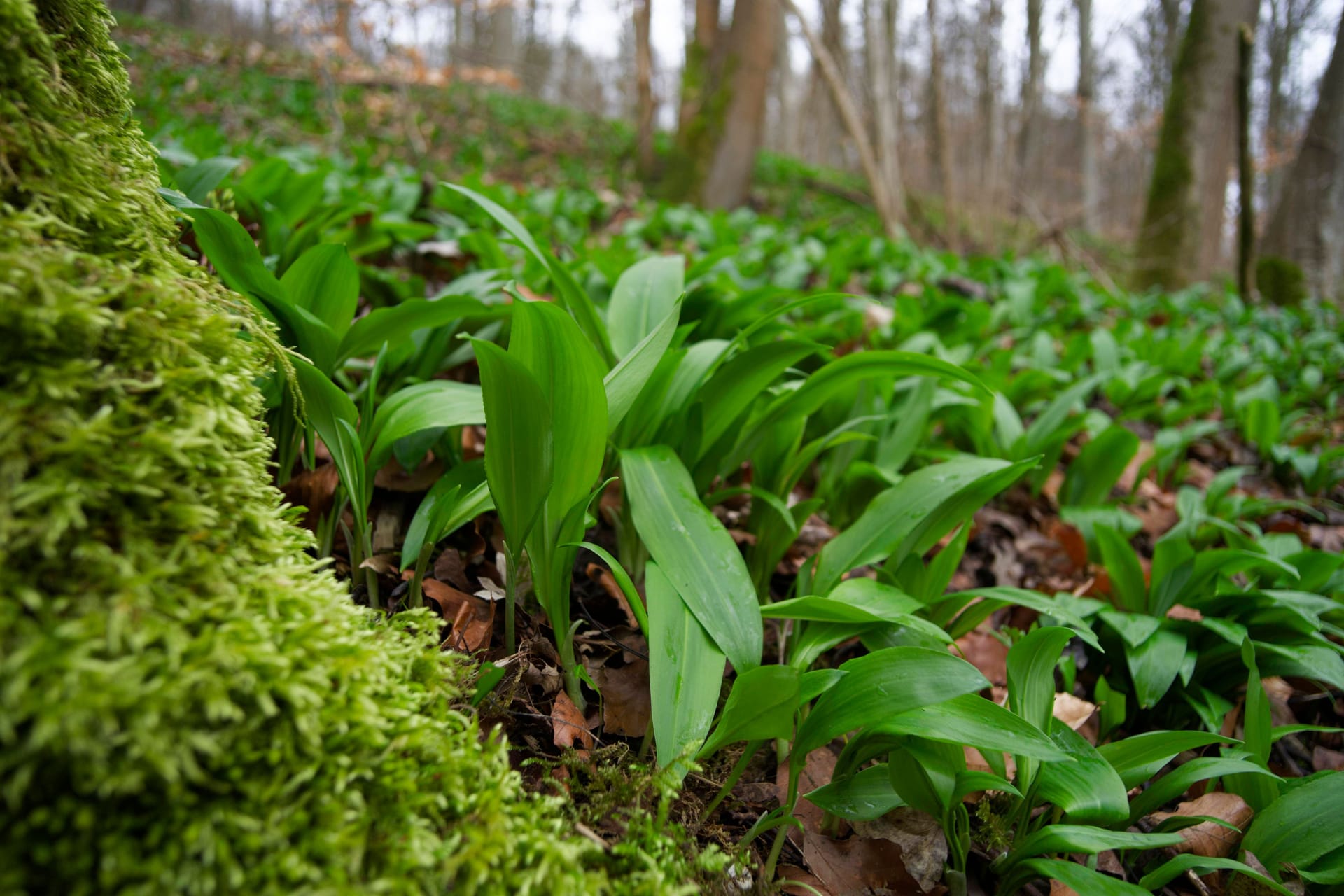 Bärlauchteppich im Wald: Das Pflücken des Wildkrauts ist nicht überall gestattet.