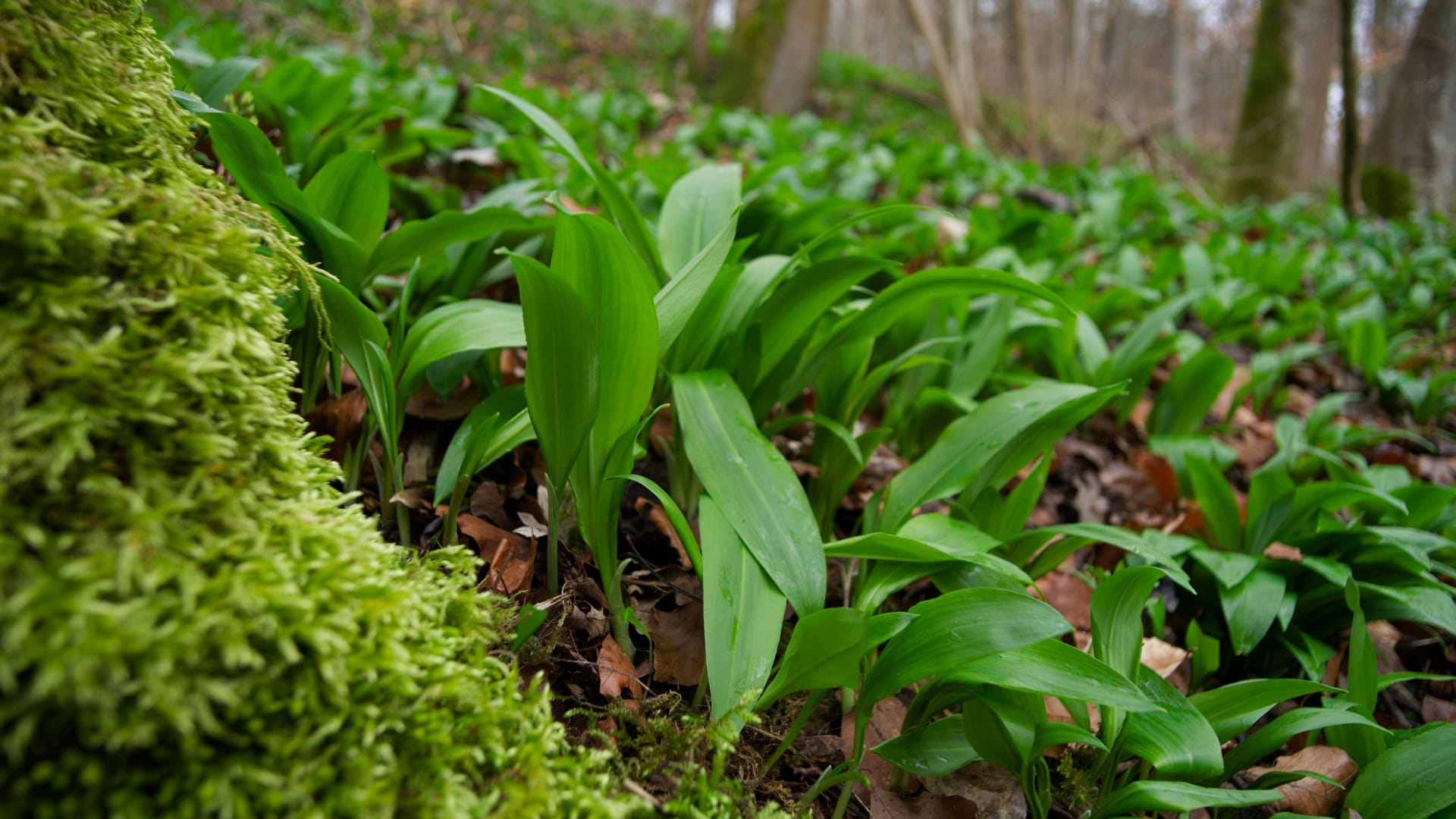 Bärlauchteppich im Wald: Das Pflücken des Wildkrauts ist nicht überall gestattet.