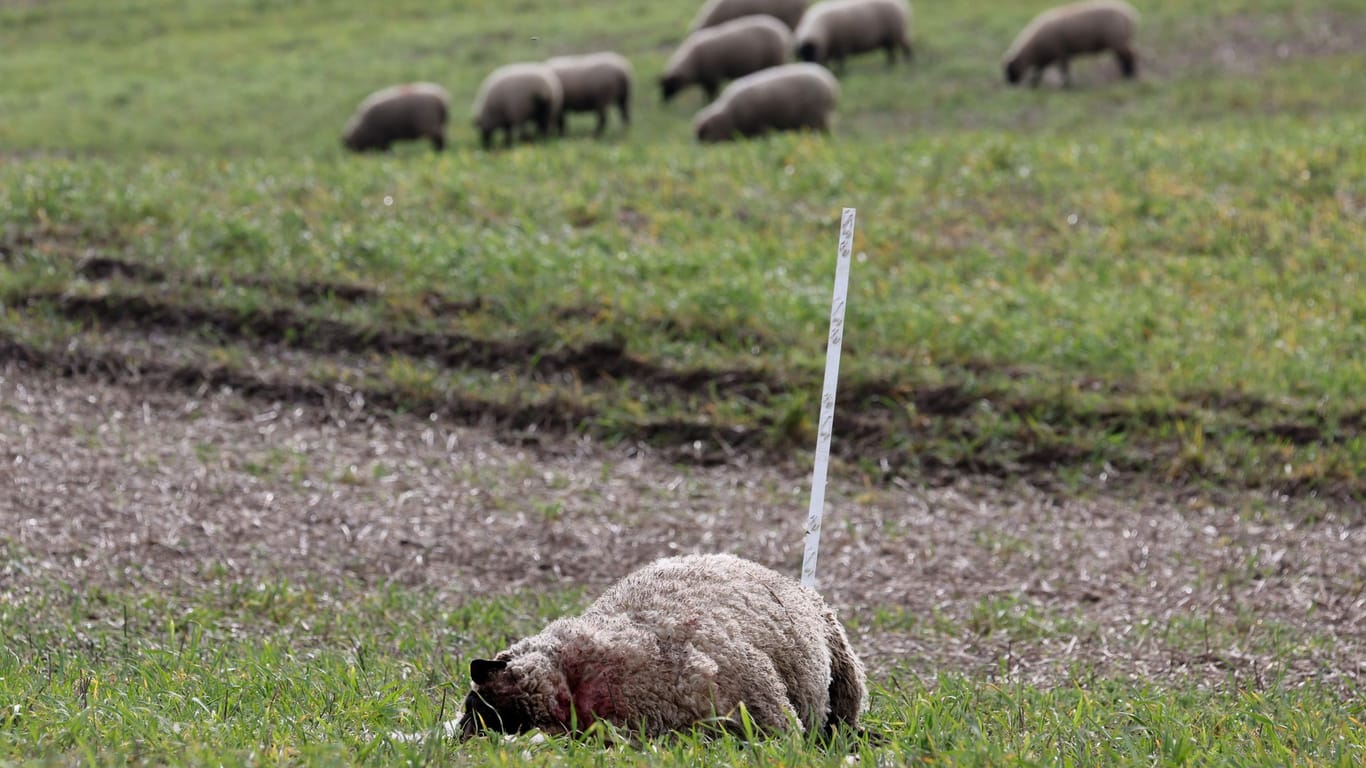 Schafriss in Bad Sülze, Mecklenburg-Vorpommern: Ein totes Schaf liegt auf der Wiese, andere Tiere grasen im Hintergrund.