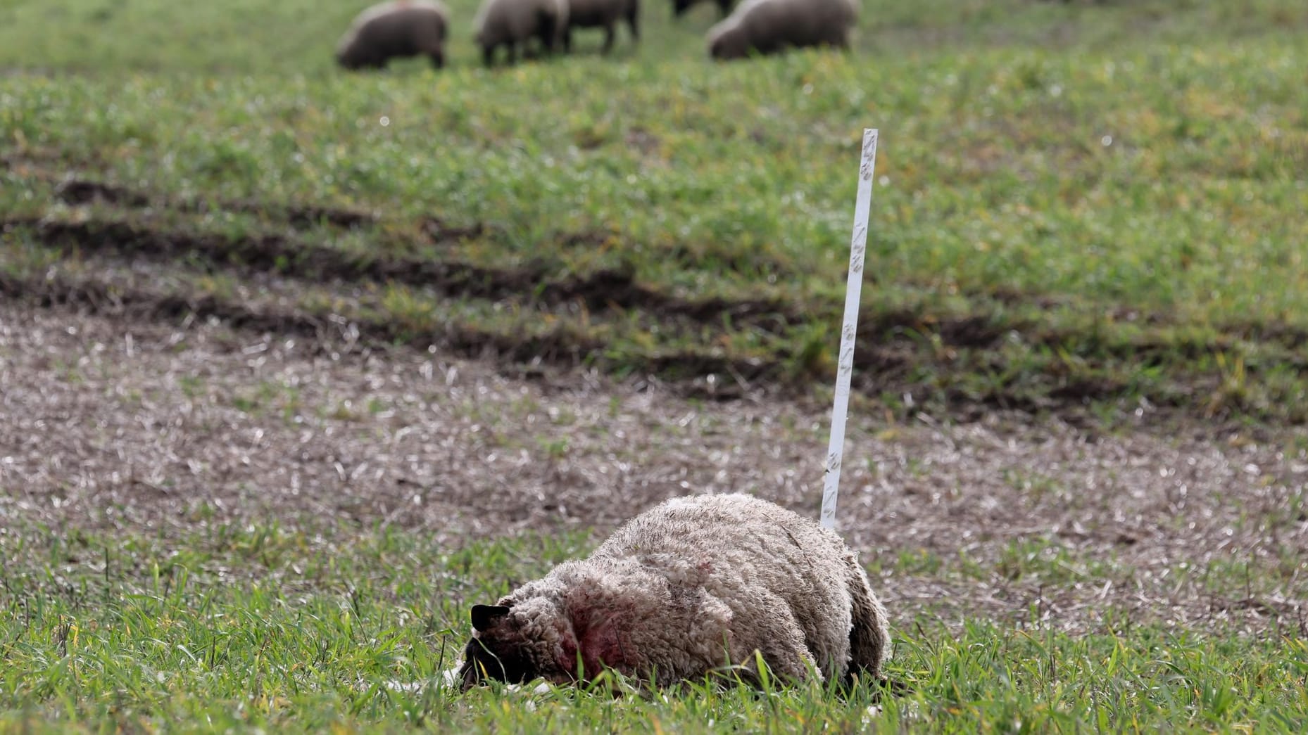 Schafriss in Bad Sülze, Mecklenburg-Vorpommern: Ein totes Schaf liegt auf der Wiese, andere Tiere grasen im Hintergrund.