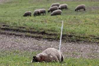 Schafriss in Bad Sülze, Mecklenburg-Vorpommern: Ein totes Schaf liegt auf der Wiese, andere Tiere grasen im Hintergrund.
