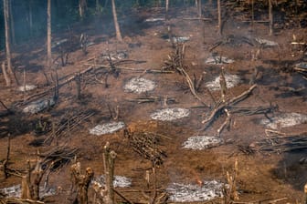 Zerstörter Regenwald: Im Jahr 2023 wurden 3,7 Millionen Hektar tropischer Urwald.