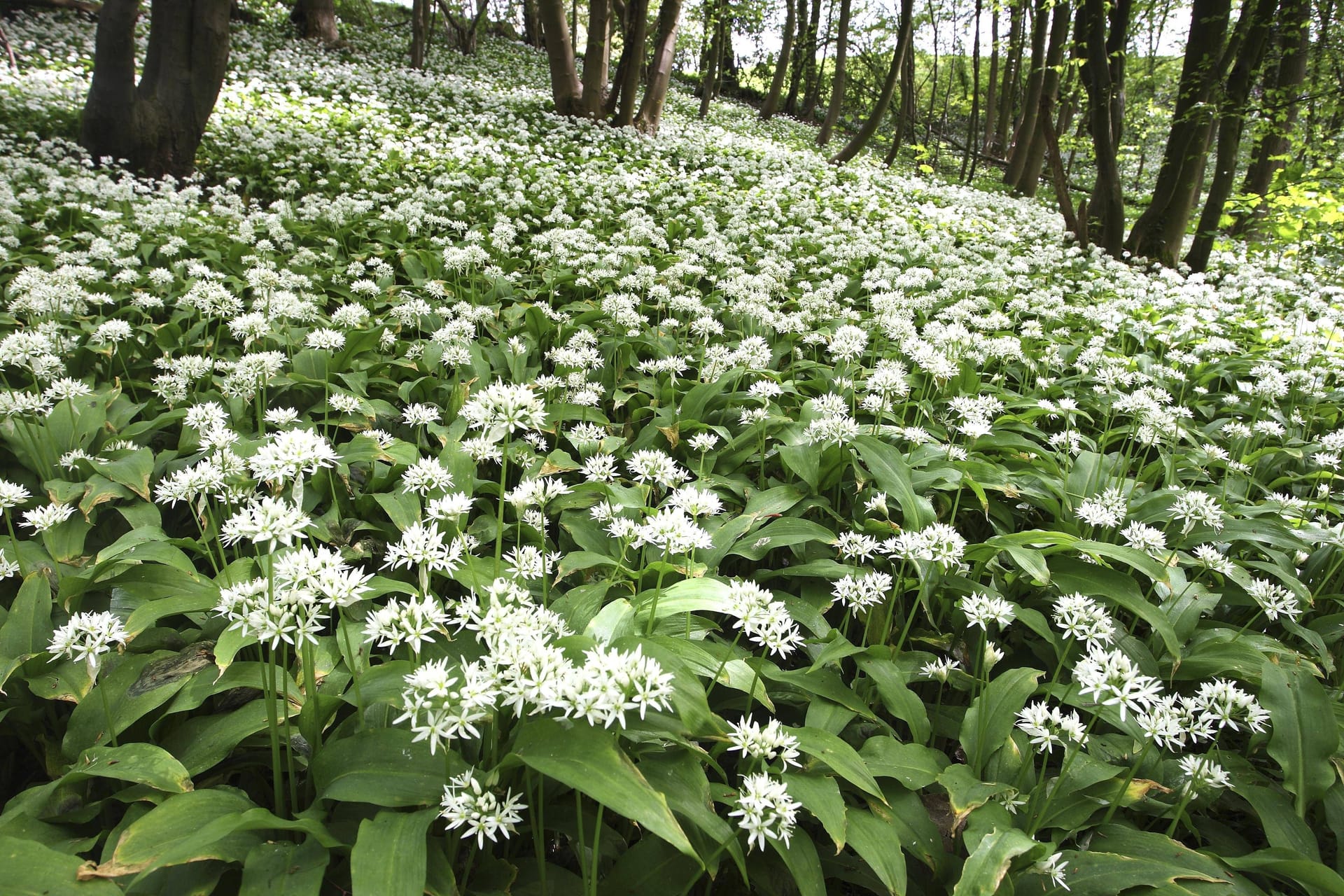 Blühender Bärlauch im Wald: In diesen Grünalgen bietet sich das Pflücken von Bärlauch an.