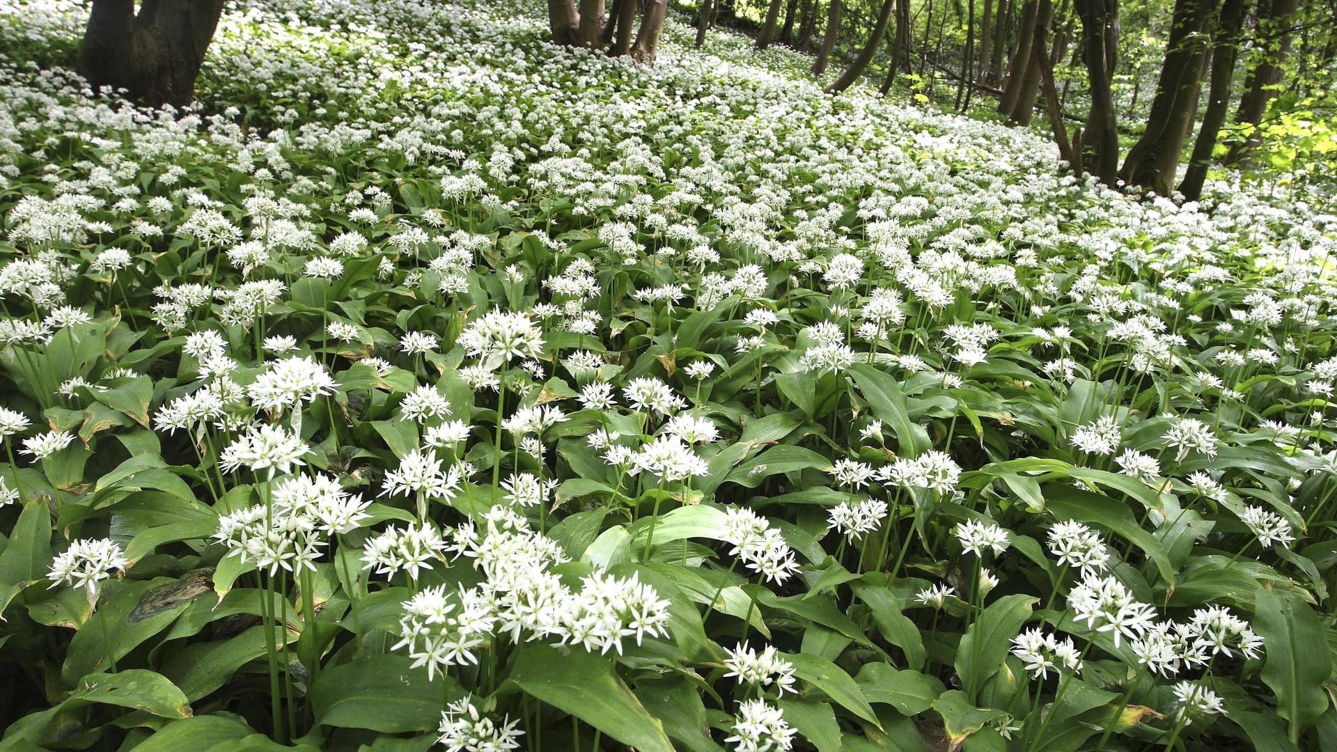 Blühender Bärlauch im Wald: In diesen Grünalgen bietet sich das Pflücken von Bärlauch an.