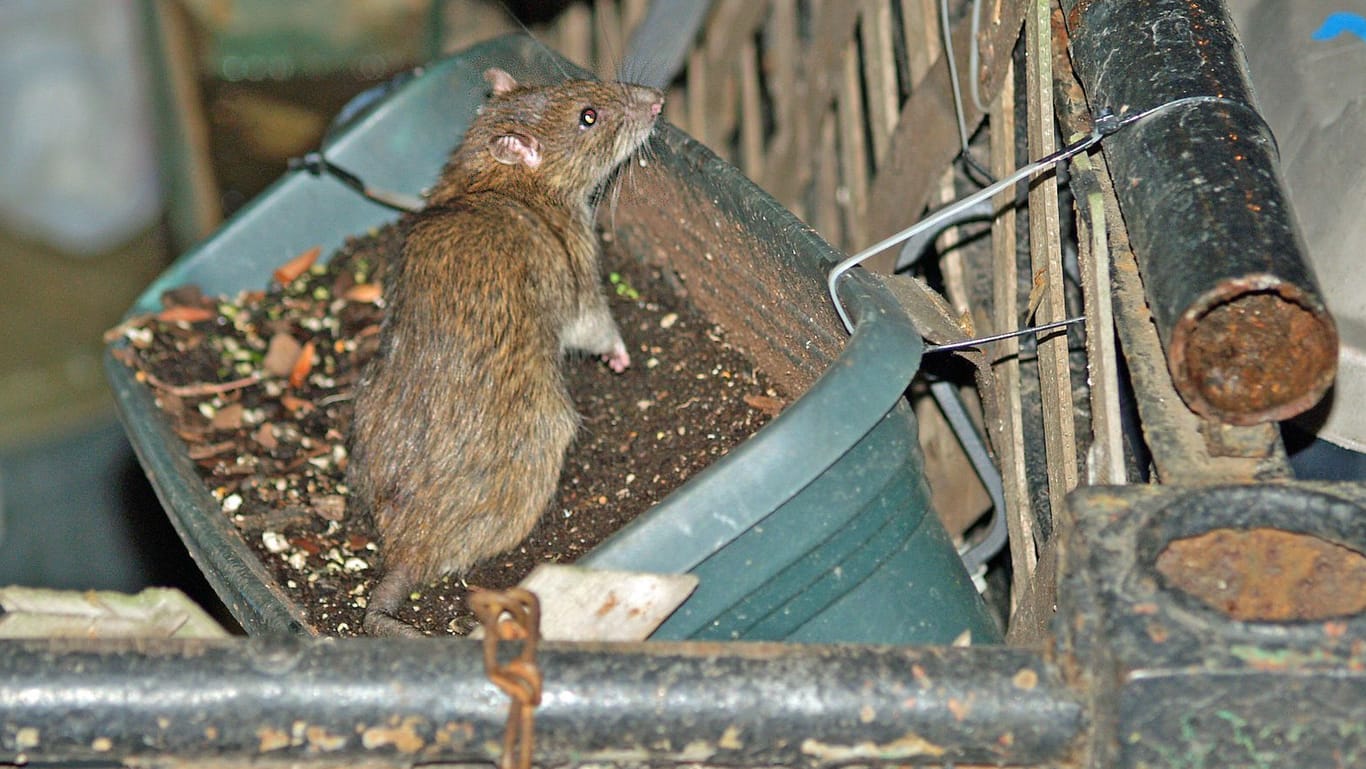 Eine Ratte in New York (Archivbild): Die Stadt will ihren Umgang mit den Tieren ändern.