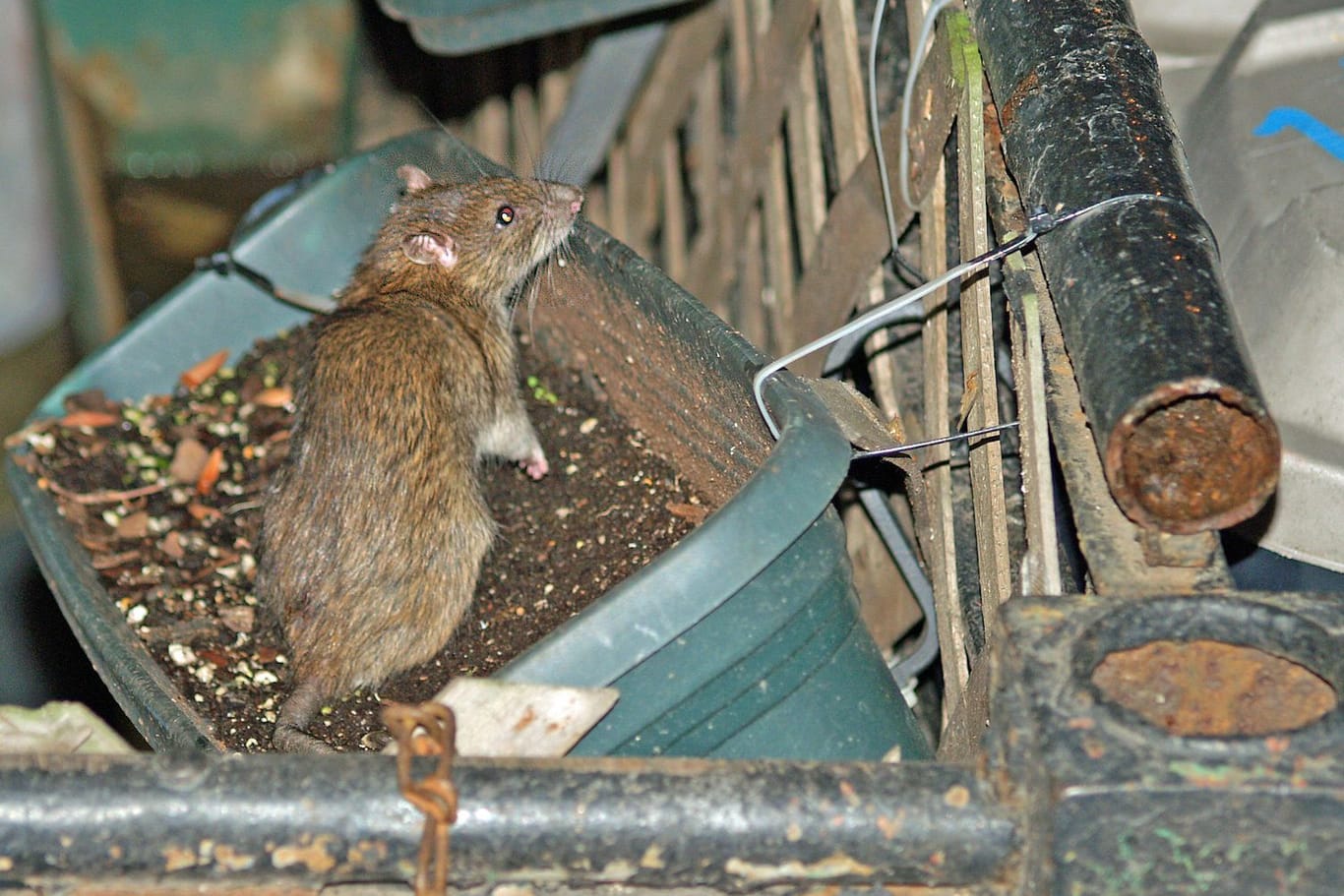 Eine Ratte in New York (Archivbild): Die Stadt will ihren Umgang mit den Tieren ändern.